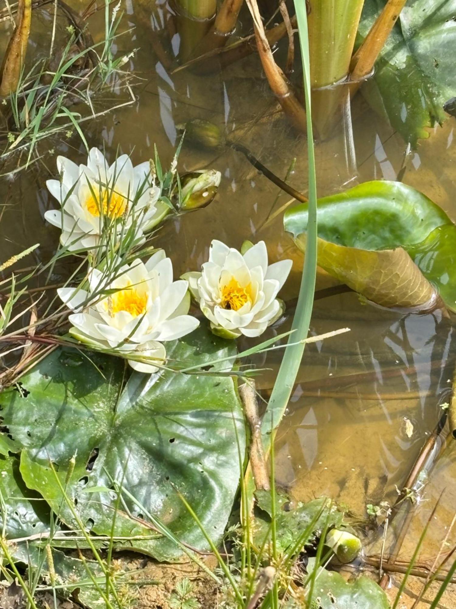 Le Domaine Du Pin Bed & Breakfast Chatillon sur Chalaronne Bagian luar foto